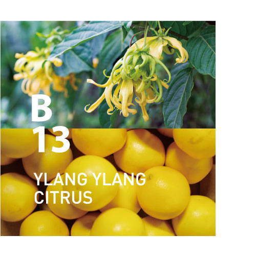 piezo diffuser aroma oil - Botanical air (limited availability)