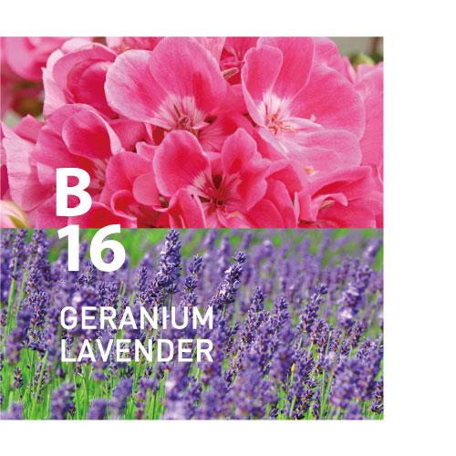 B16 GERANIUM LAVENDER
