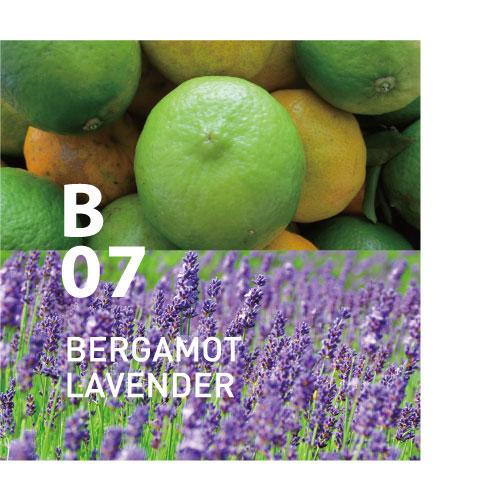 bergamot lavender plant B07 BERGAMOT LAVENDER | Essential oil blend