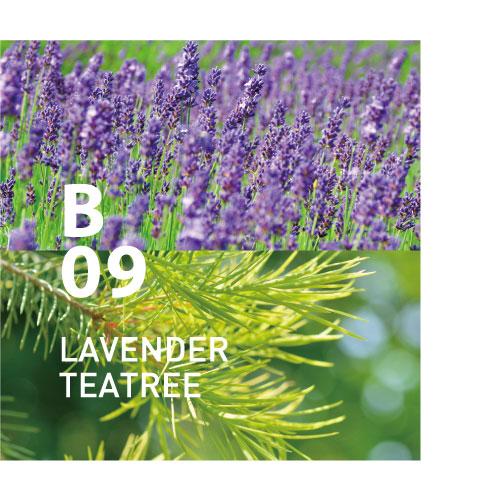 B09 LAVENDER TEATREE