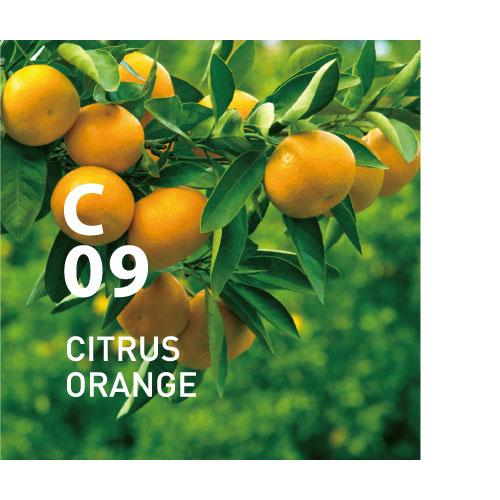 C09 CITRUS ORANGE